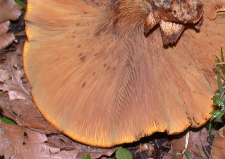 Paxillus rubicundulus. Scheda fotografica